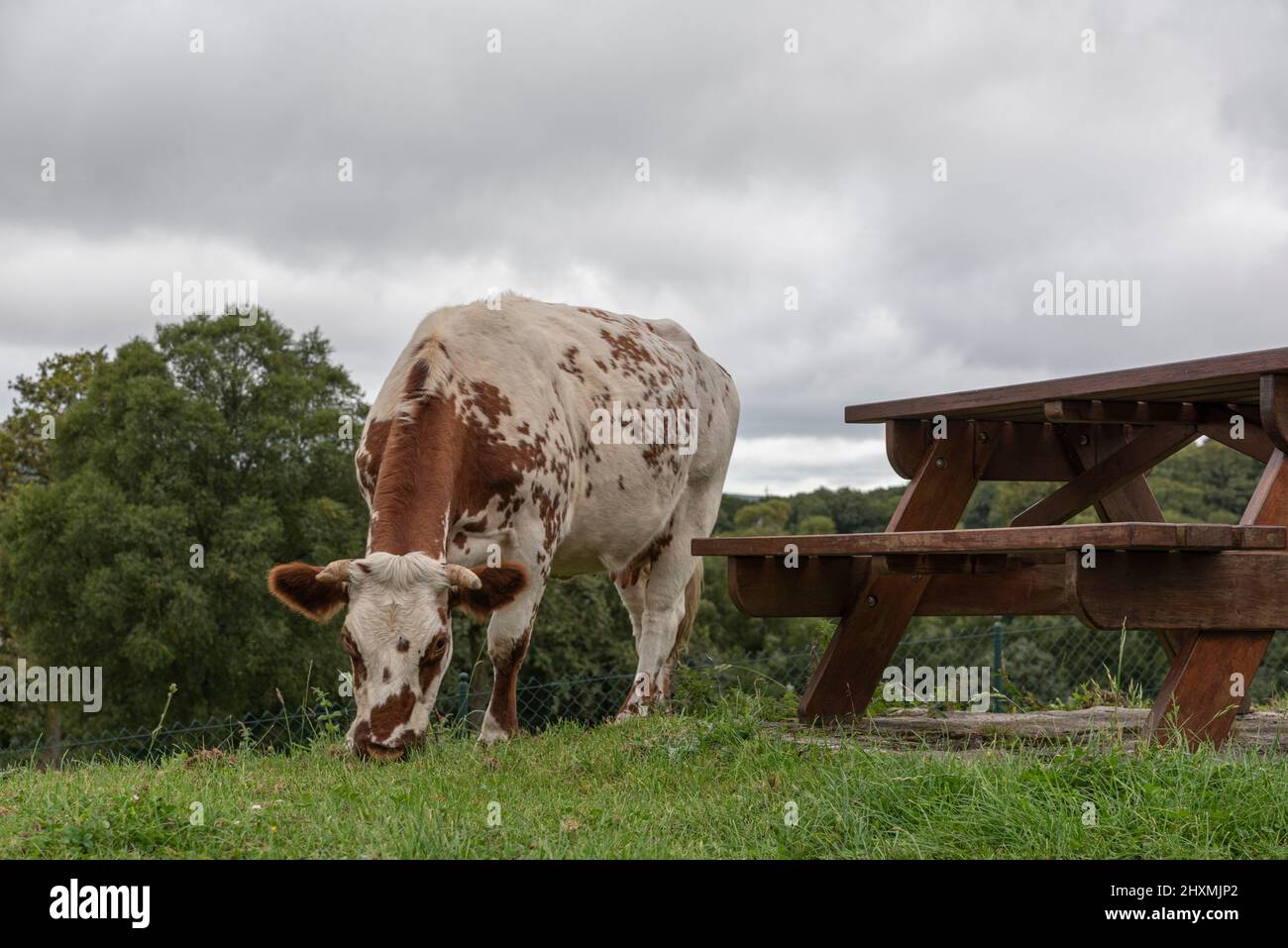 Outdoor furniture and cow in nature Stock Photo