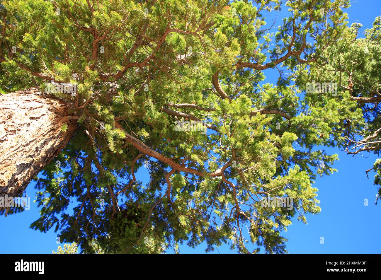 Douglas fir trees in national park Stock Photo