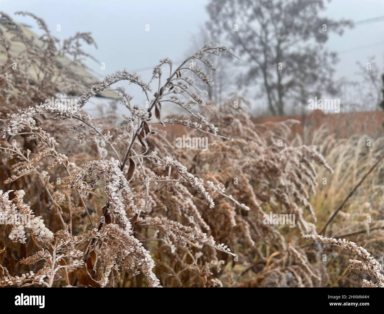 Last years grass covered with frost, very cold weather in winter, selective focus and softfocus Stock Photo