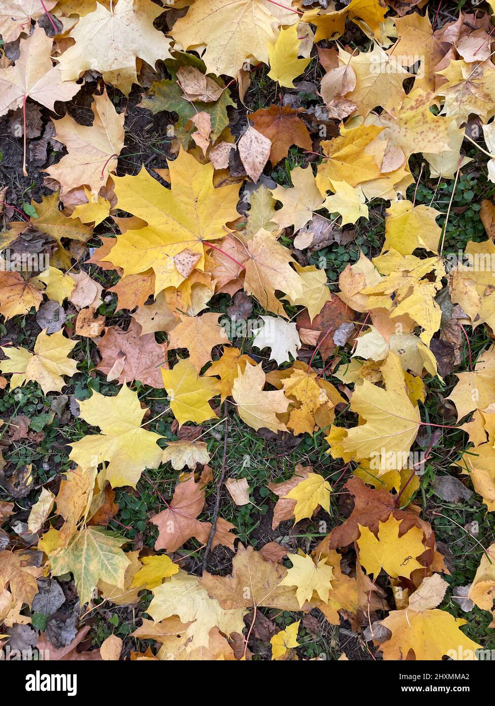 Autumn background with multicolored maple leaves on the ground. Stock Photo