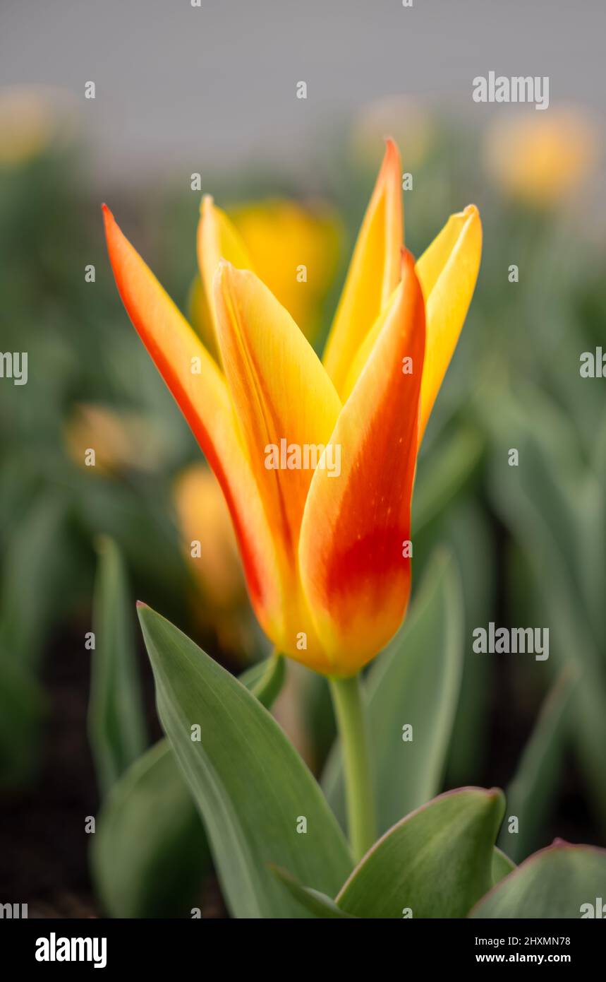 a yellow (with red flashes) Tulip clusiana Chrysantha showing the first signs of spring Stock Photo