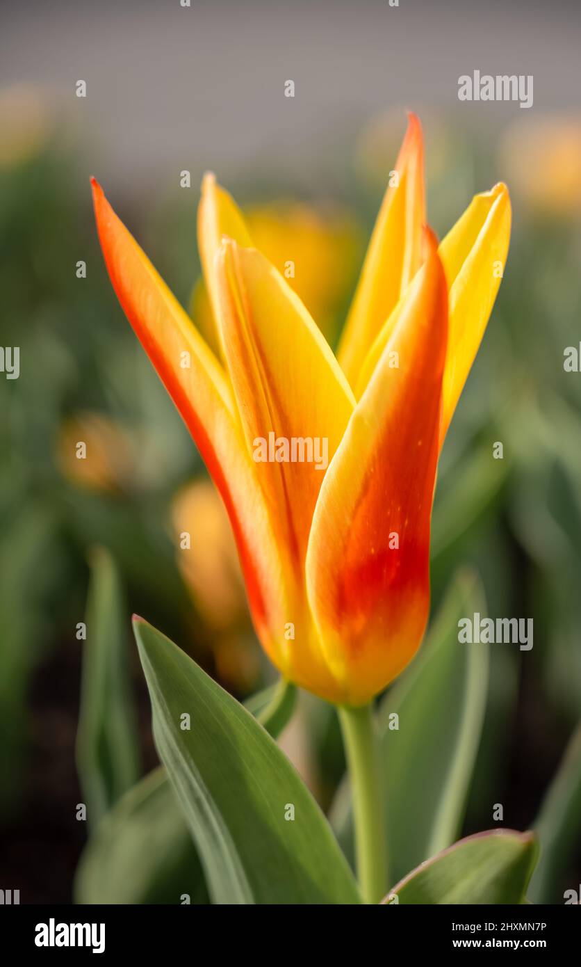 a yellow (with red flashes) Tulip clusiana Chrysantha showing the first signs of spring Stock Photo