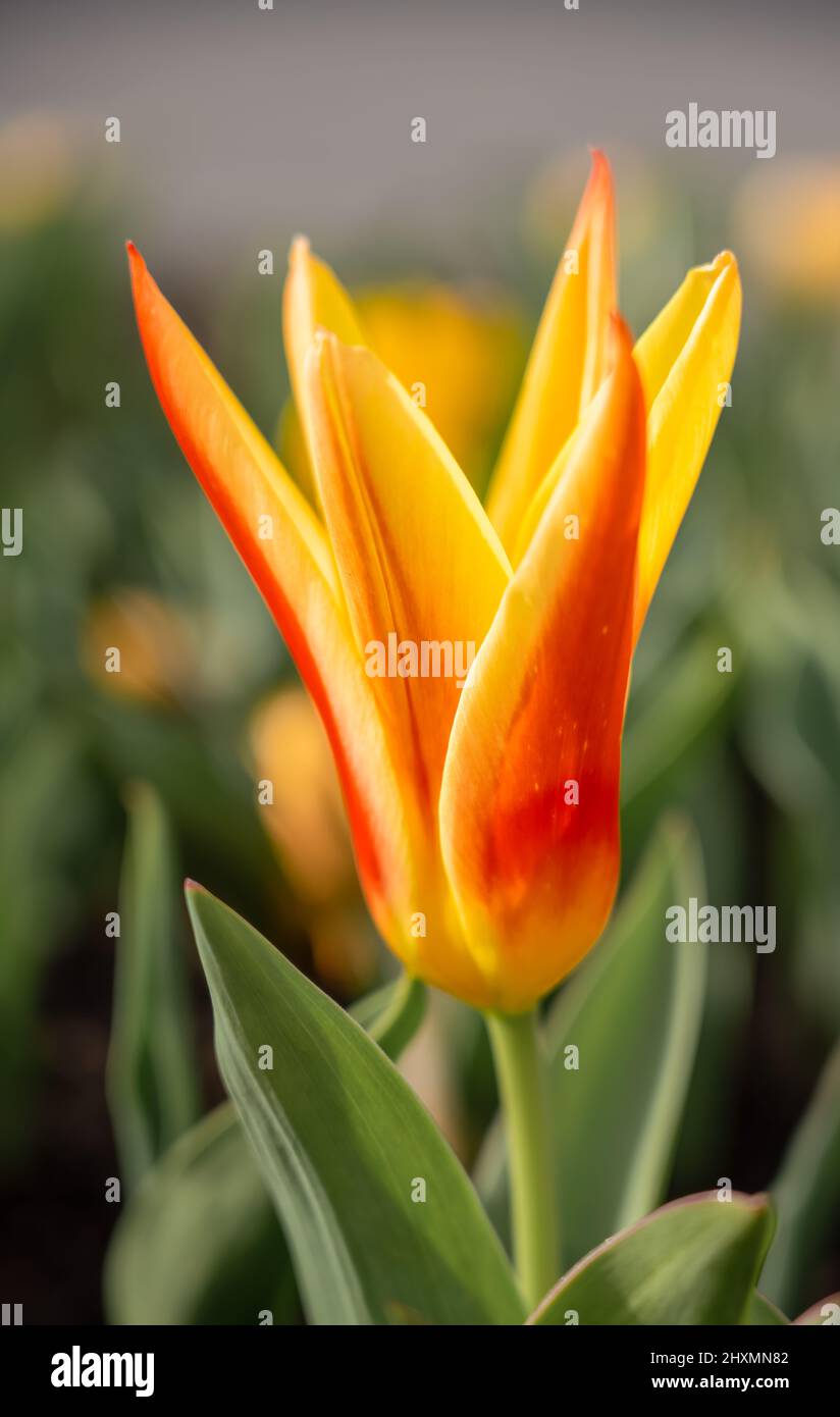 a yellow (with red flashes) Tulip clusiana Chrysantha showing the first signs of spring Stock Photo