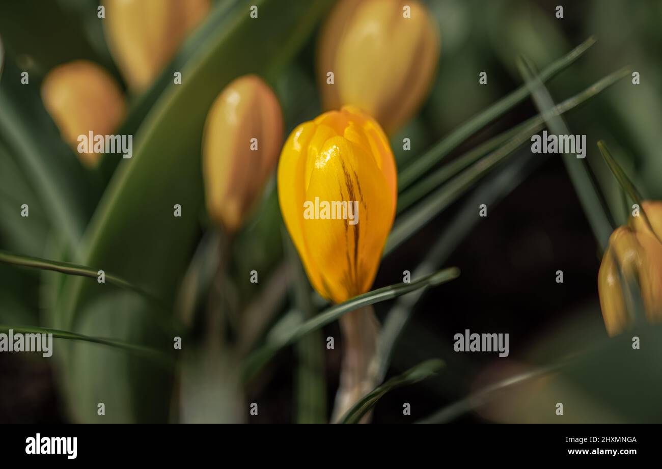 yellow Tulip clusiana Chrysantha showing the first signs of spring Stock Photo