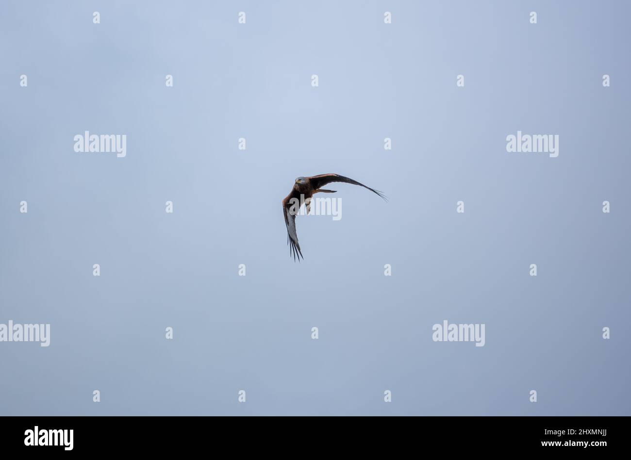 red kite (Milvus milvus) soaring with wings fully extended in a clear blue winter sky Stock Photo