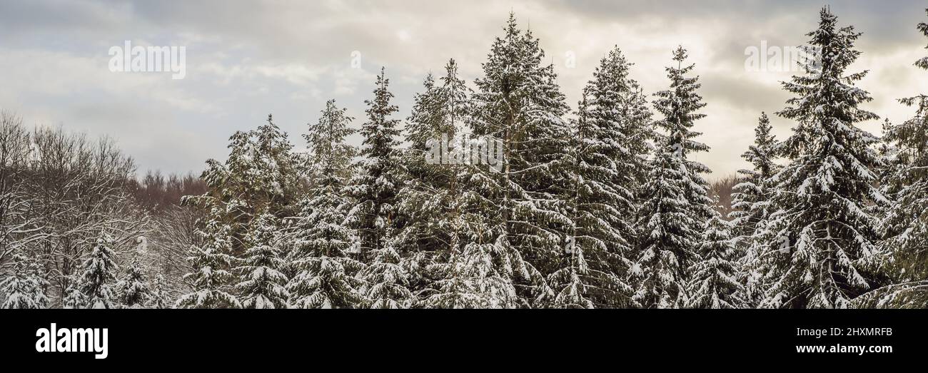 BANNER, LONG FORMAT Splendid scenery in winter. Fantastic frosty ...