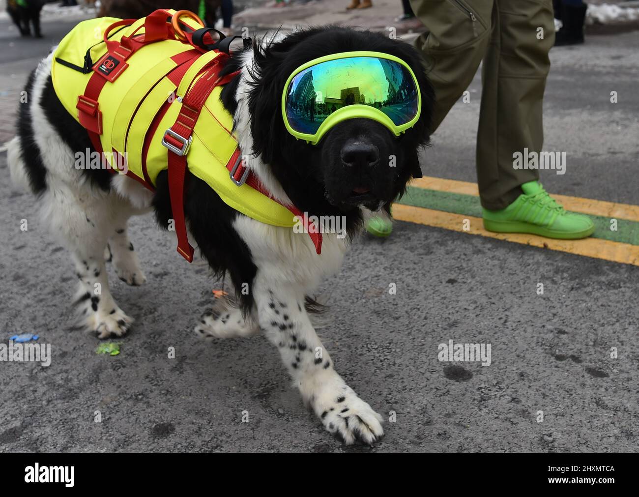 Wilkes Barre, United States. 13th Mar, 2022. A rescue dog wearing goggles seen during the Saint Patrick's Parade. Saturday's winter storm left 5 inches of snow but the Saint Patrick's Parade in Downtown Wilkes-Barre proceeded Sunday. City workers cleared streets late Saturday and early Sunday. The temperature for the parade never made it above 30 degrees. Credit: SOPA Images Limited/Alamy Live News Stock Photo