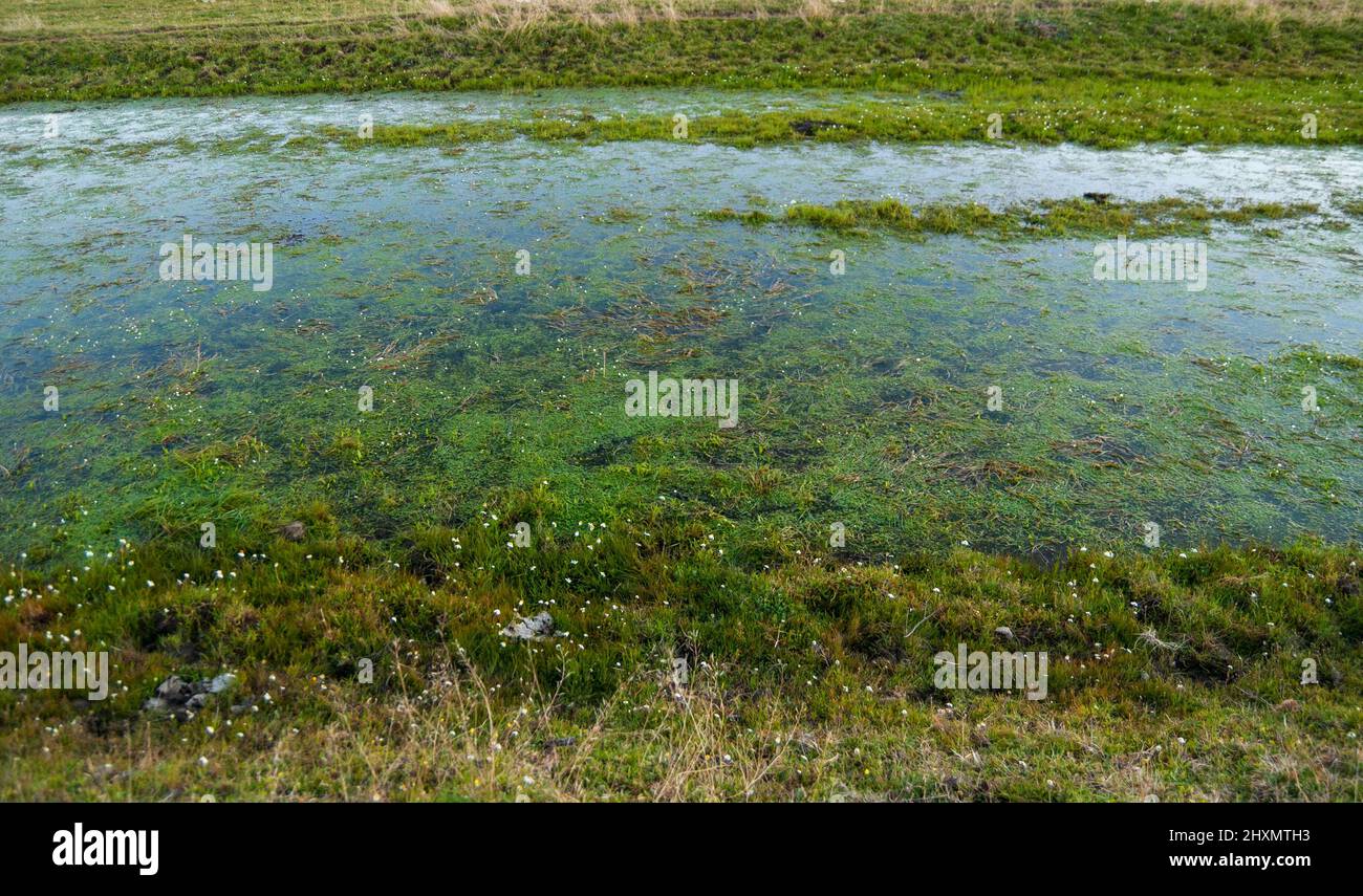 Freshwater algae and sapina in puddle in dehesa de Extremadura amphibian ecosystem Stock Photo