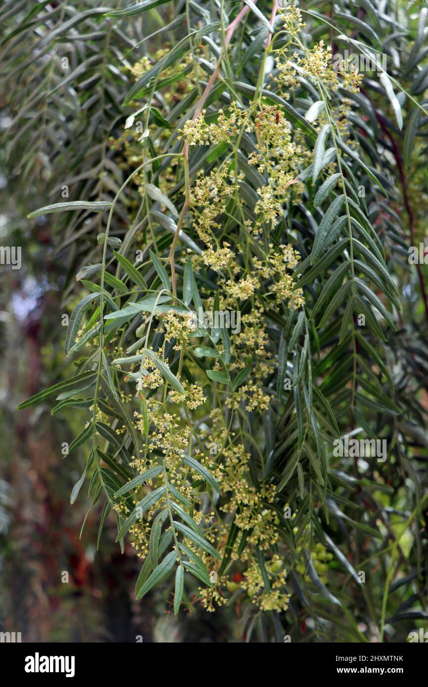 Peruanische Pfefferbaum (Schinus molle) - Zweige mit Blüten, Fuerteventura, Spanien, Morro Jable Stock Photo