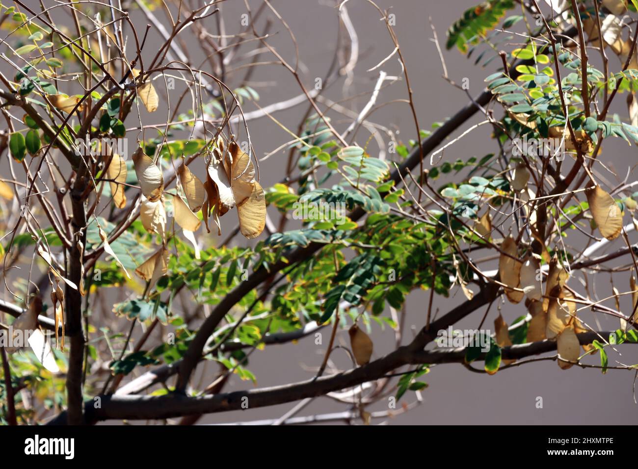 Tipubaum (Tipuana tipu) - Früchte und Blätter, Fuerteventura, Spanien, Morro Jable Stock Photo