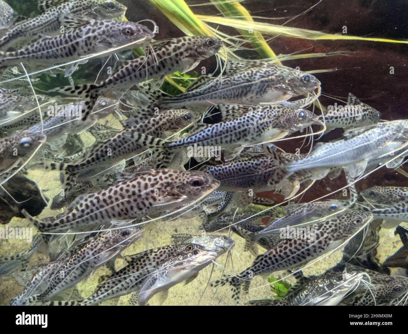 Various Fish Inside of Aquarium Stock Photo Alamy
