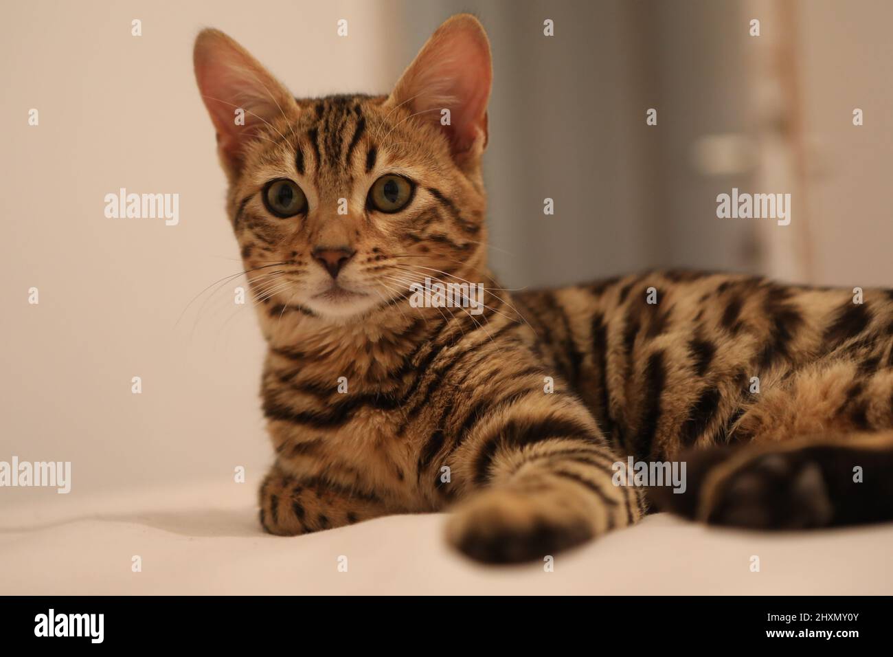 Little cute bengal kitten sleeping on a soft cat's shelf of a cat's house in a sunlight Stock