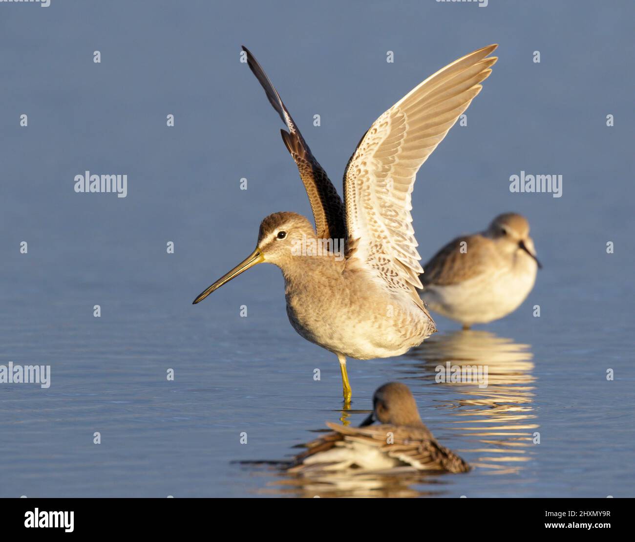 A group of short-billed dowitchers (Limnodromus griseus) in shallow water at the ocean coast, Galveston, Texas, USA Stock Photo