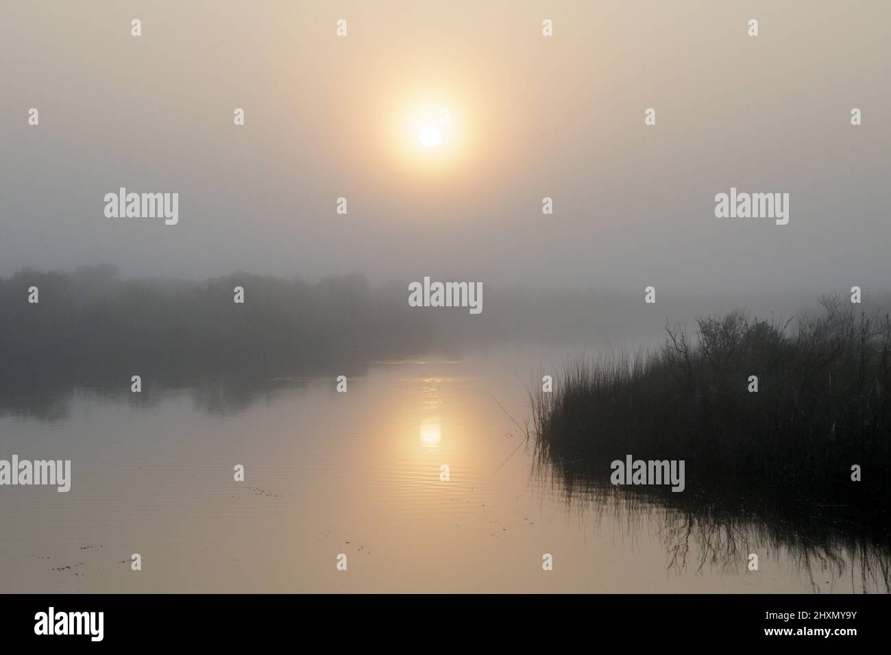 Misty morning at tidal marsh, Galveston, Texas, USA. Stock Photo