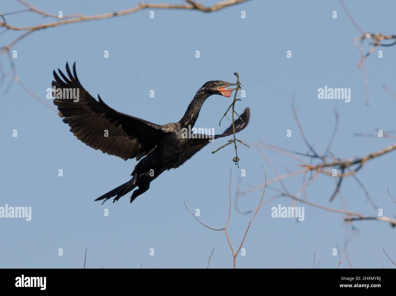 Neotropic cormorant (Nannopterum brasilianum) bringing a stick for nest, Alvin, Texas, USA. Stock Photo