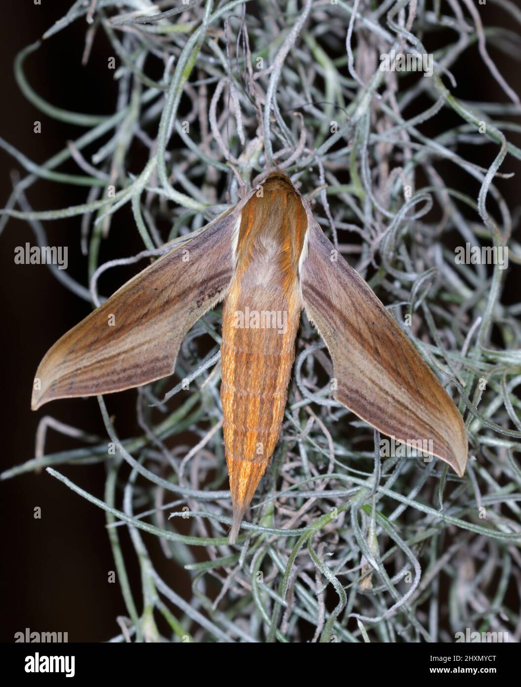 Tersa sphinx moth (Xylophanes tersa) on spanish moss, Galveston, Texas, USA. Stock Photo