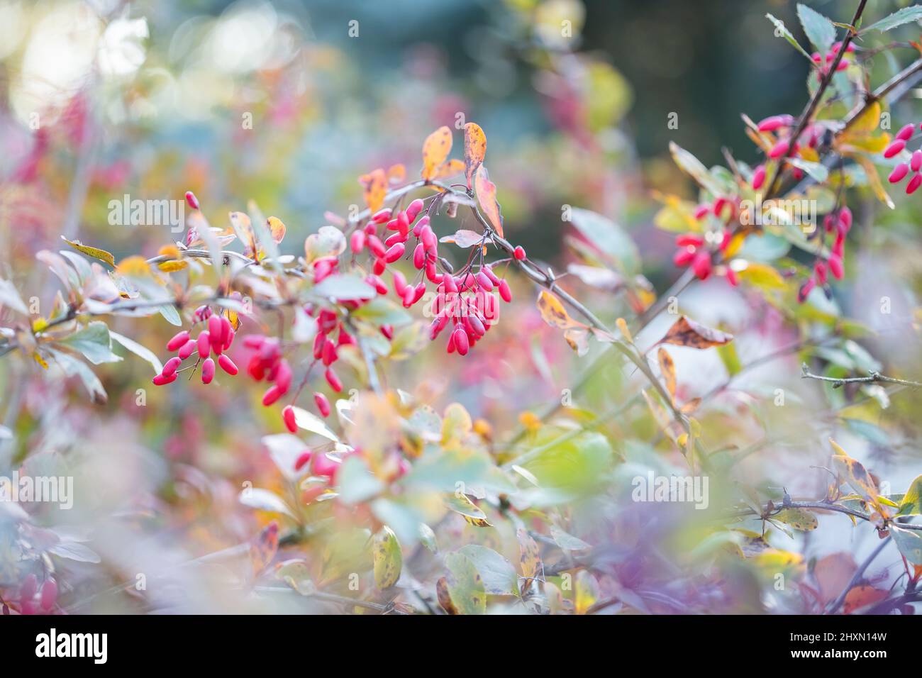 Ripe red Barberry fruits on bush branches in autumn, barberry close up, berberis vulgaris Stock Photo
