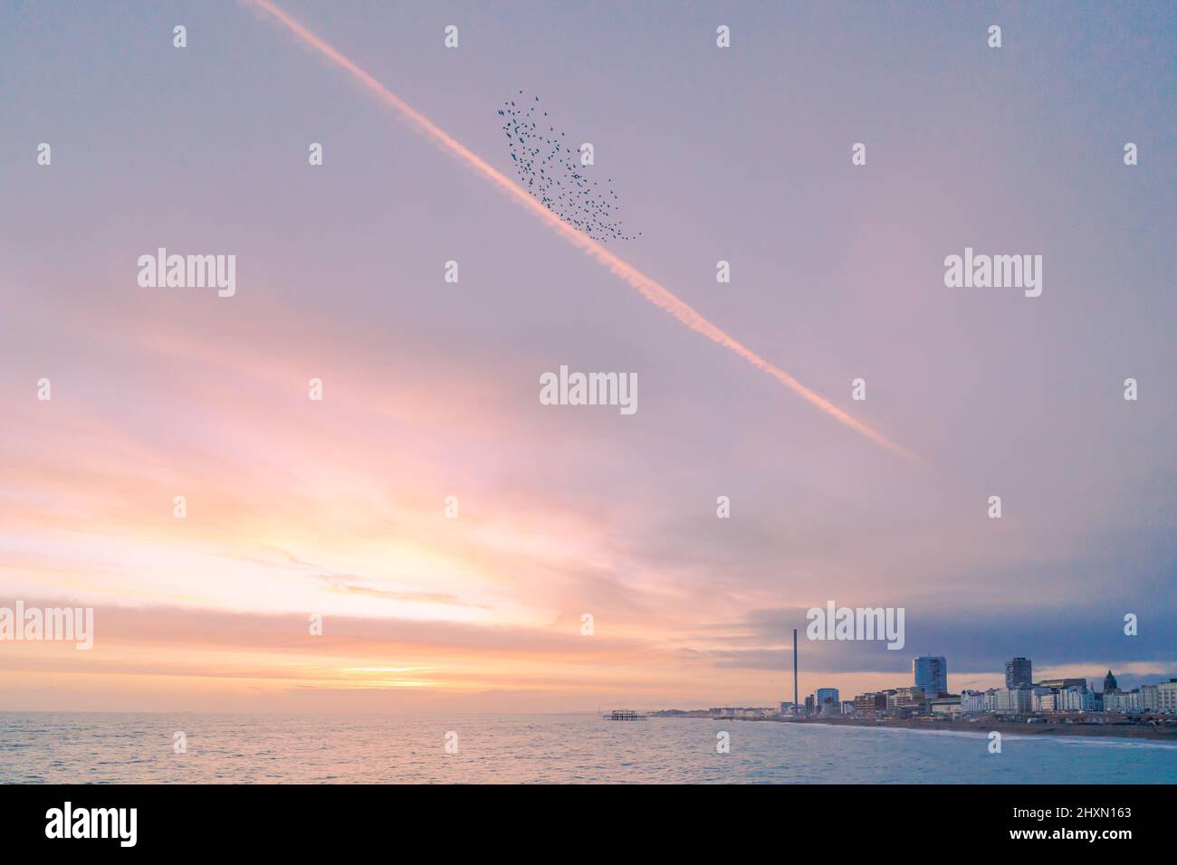 Brighton, East Sussex, England. 13 March 2022. The tail end of the Starling murmurations viewed from the pier at Brighton as sun sets on a spring evening.©Sarah Mott / Alamy Live News Stock Photo