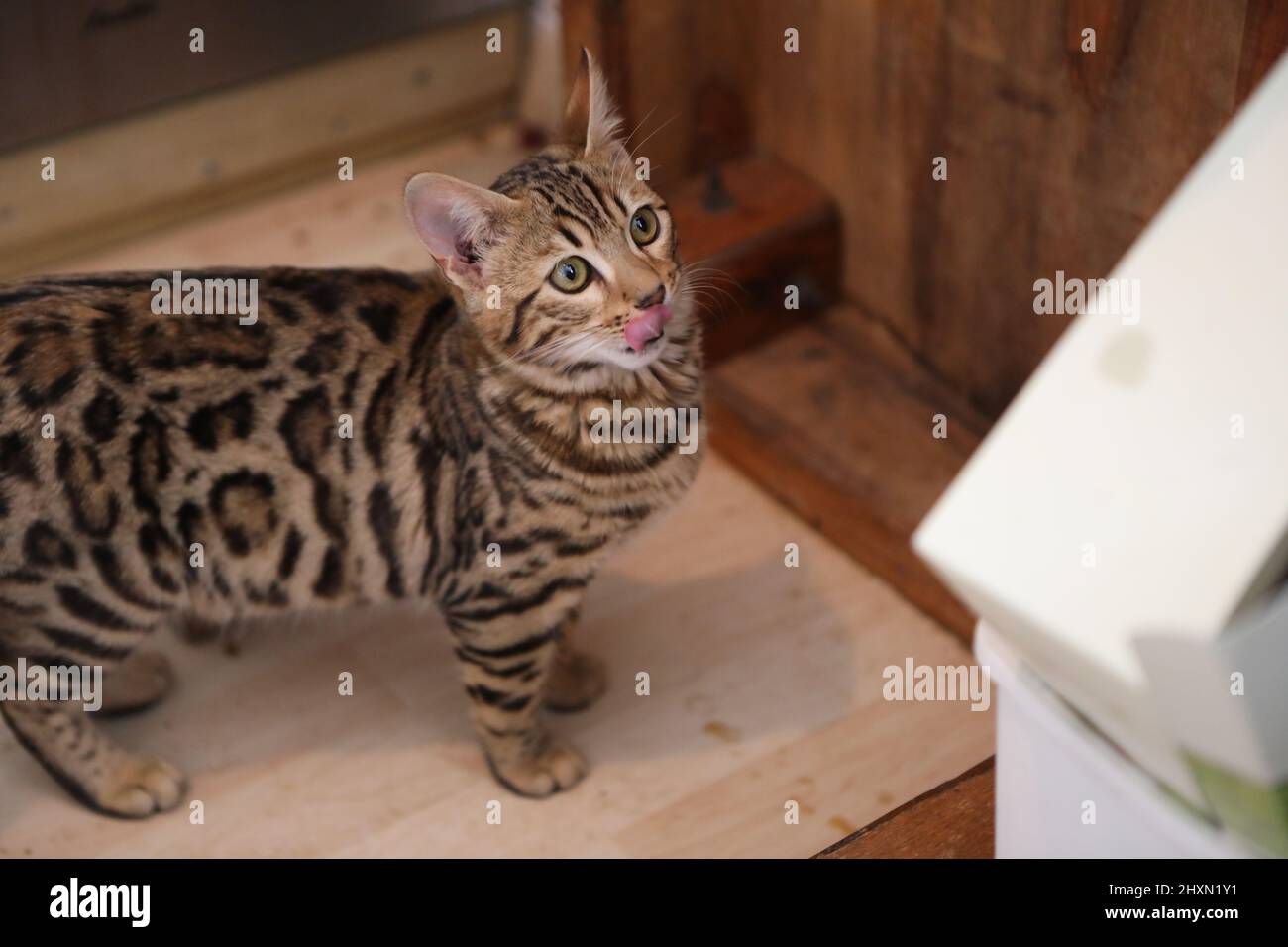 Little cute bengal kitten sleeping on a soft cat's shelf of a cat's