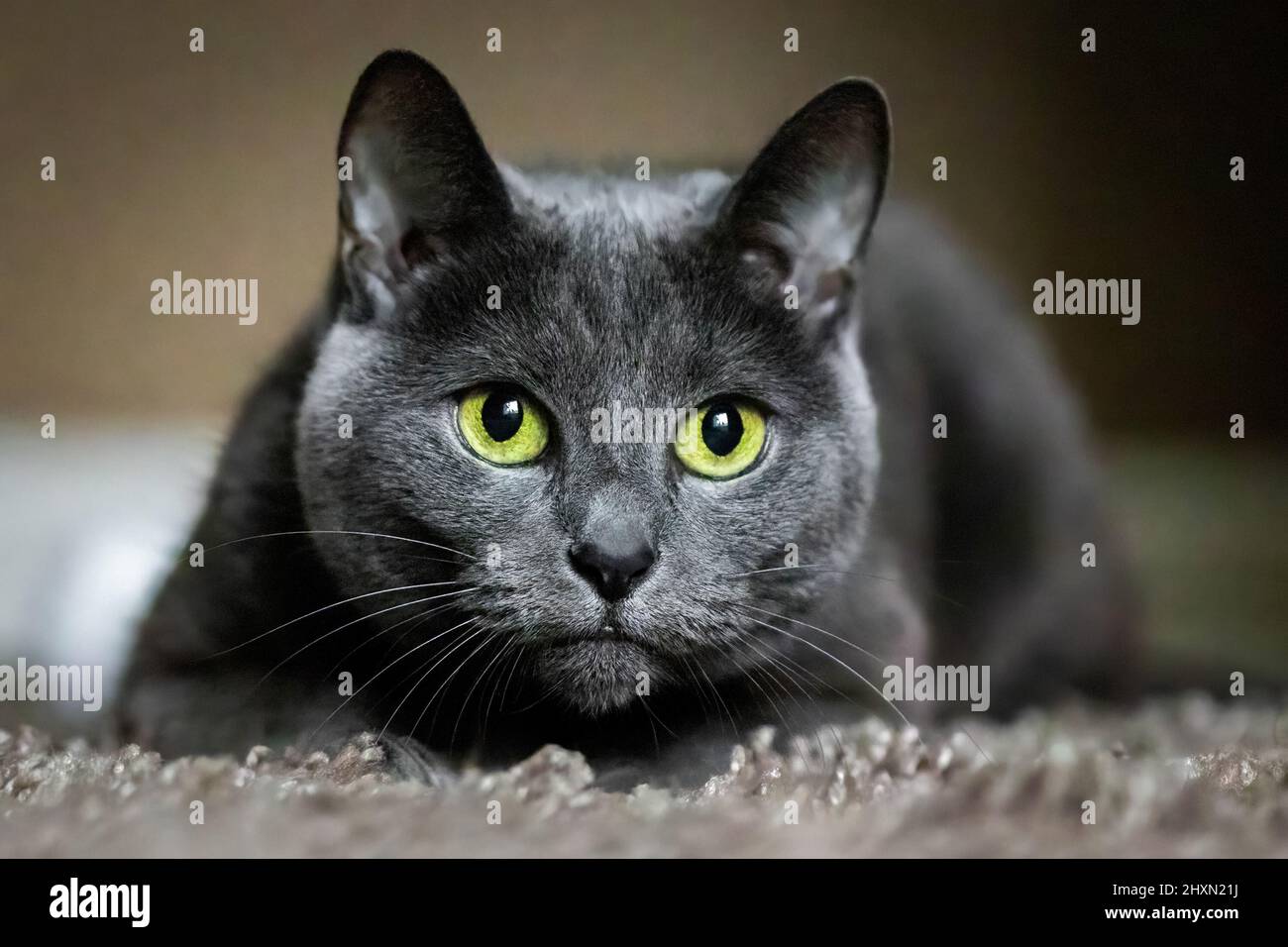 Adorable Russian Blue purebreed cat laying on carpet close up Stock