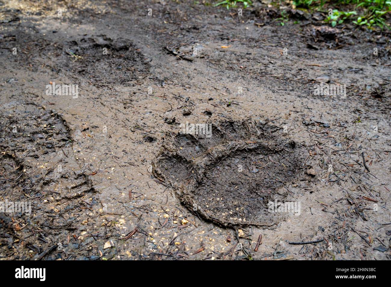 Footprint of large bear found in the mountains. Stock Photo