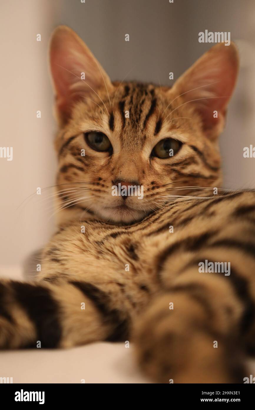 Little cute bengal kitten sleeping on a soft cat's shelf of a cat's
