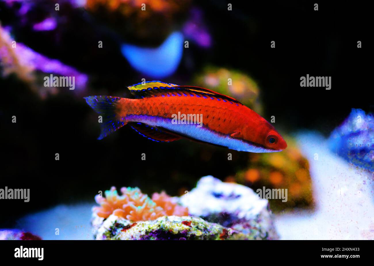 Ruby Longfin Fairy Wrasse (Cirrhilabrus rubeus Stock Photo Alamy