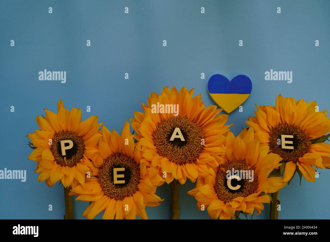 Sunflowers the national flower of Ukraine with yellowblue heart