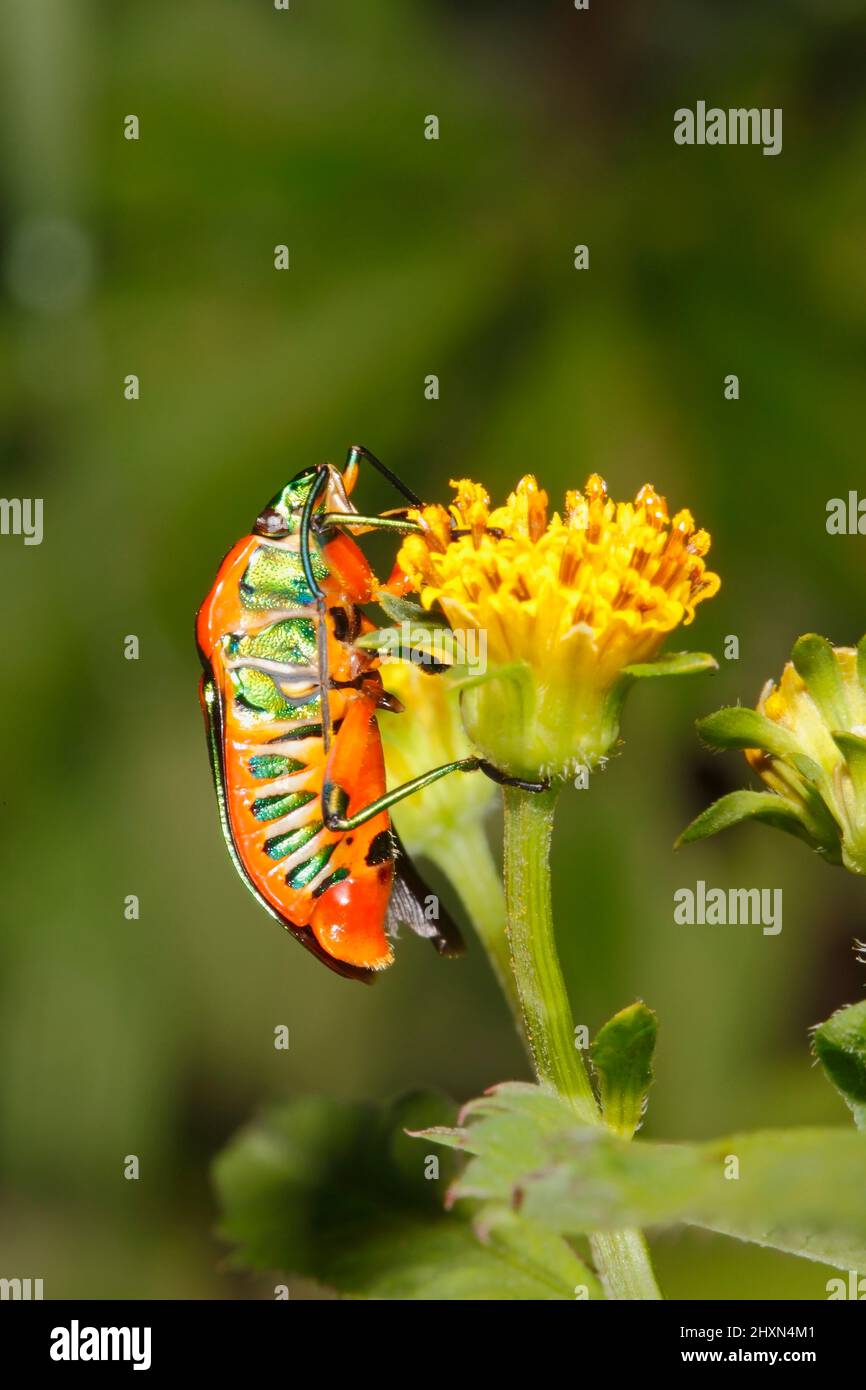 Metallic Jewel Bug, Scutiphora pedicellata, feeding on a yellow flower, showing the proboscis or feeding tube .Also known as Metallic Shield Bug and G Stock Photo