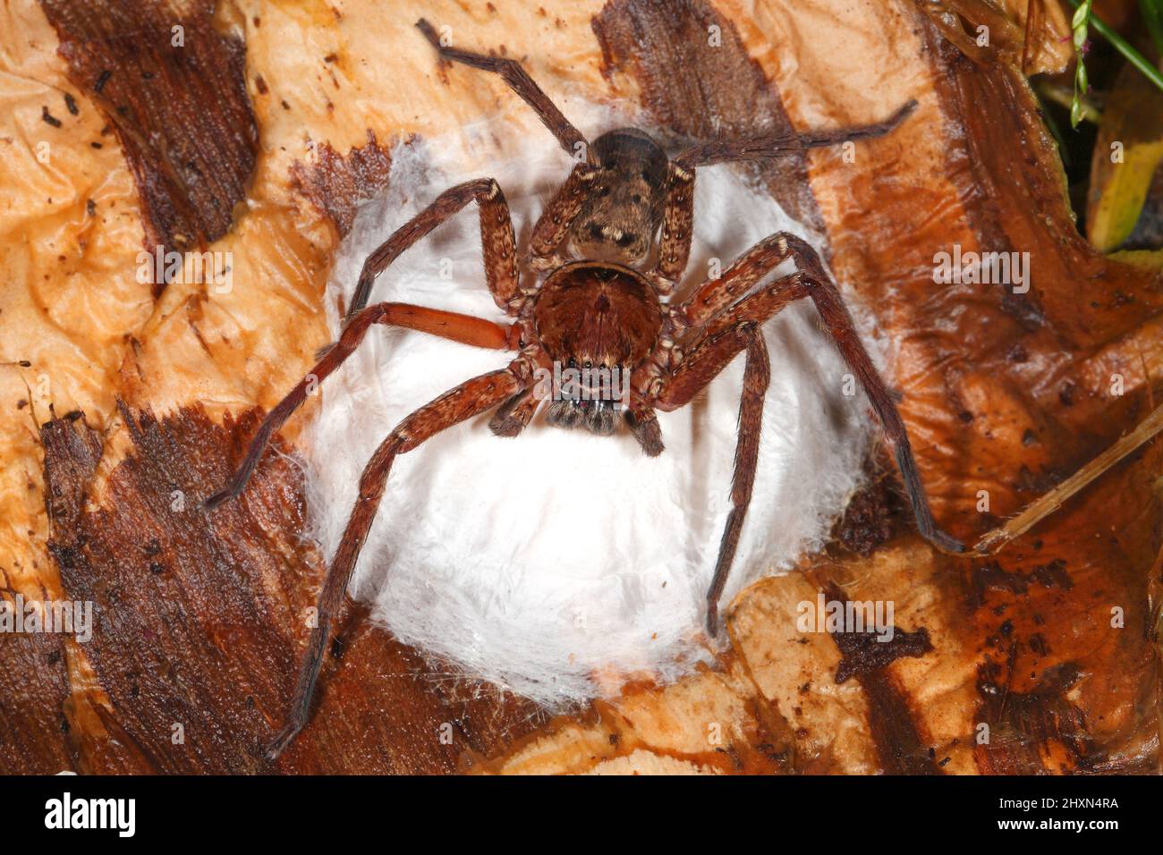 Brown Huntsman Spider, Heteropoda jugulans. Also known as the Brisbane Huntsman Spider and Jungle Huntsman Spider. Female sitting on egg sac. Coffs Ha Stock Photo