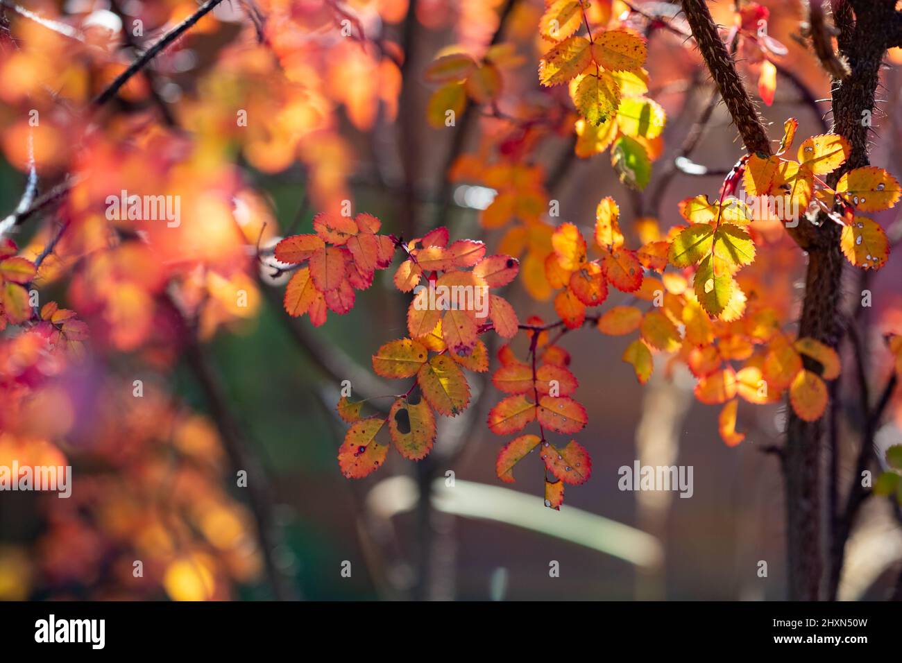 Bright colorful leaves on bushes in autumn, selective focus Stock Photo