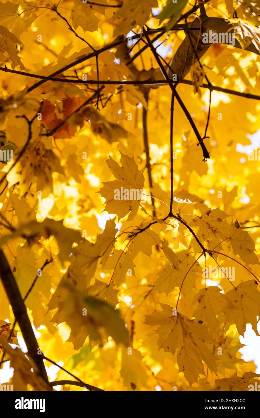 Bright yellow maple leaves on a tree background in autumn Stock Photo