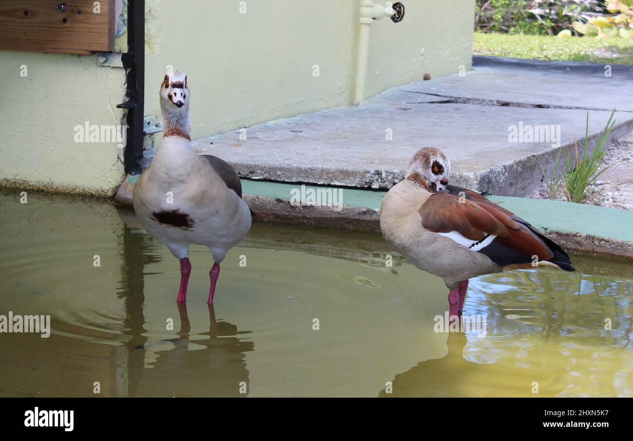 geese in the water puddle from the rain Stock Photo Alamy