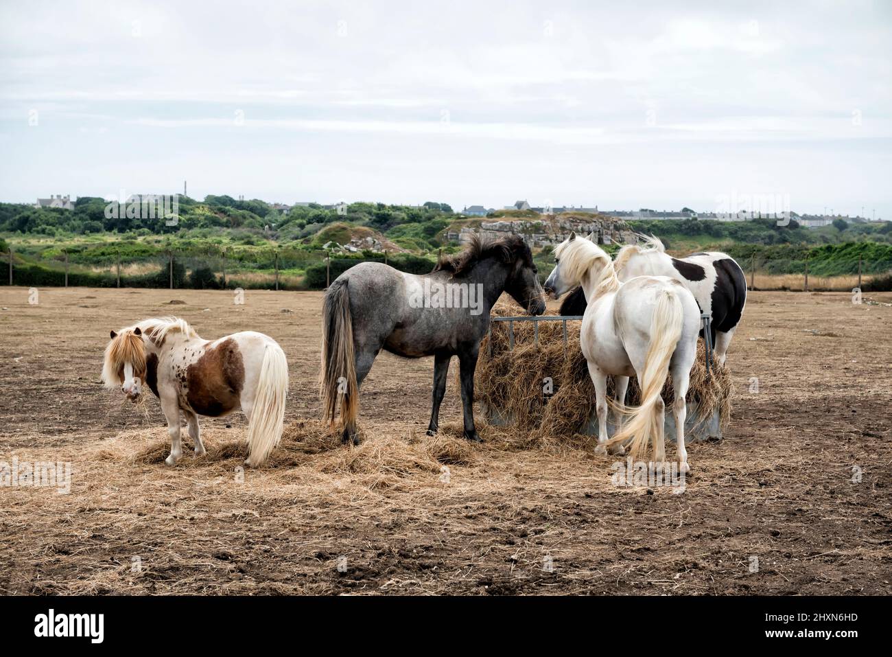 Horses eating hay Stock Photo Alamy