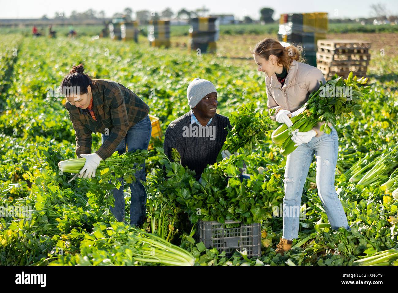 Positive male and female farmers harvesting celery on farm plantation ...