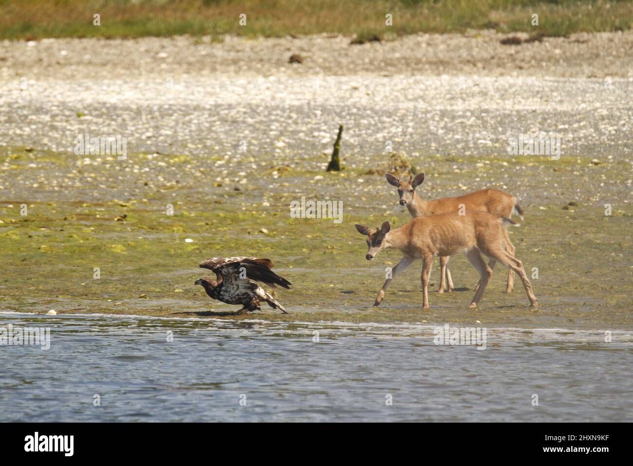A juvenile Bald Eagle being chased away by a pair of deer on the beach. Taken in Ucluelet, British Columbia, Canada. Stock Photo