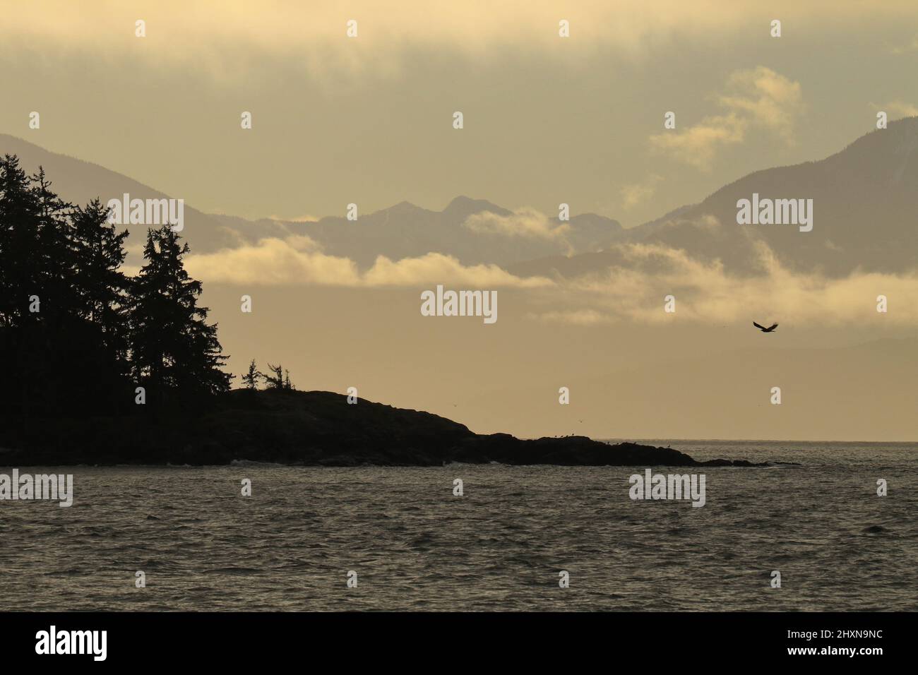 A Bald Eagle flying over the Pacific Ocean with trees and the Olympic ...