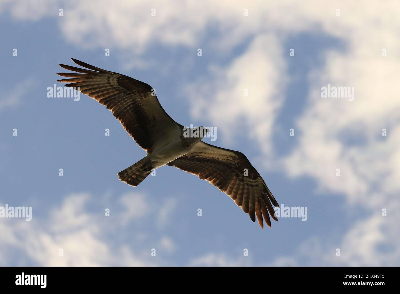 An Osprey flying against a blue sky with clouds and lots of copy space ...