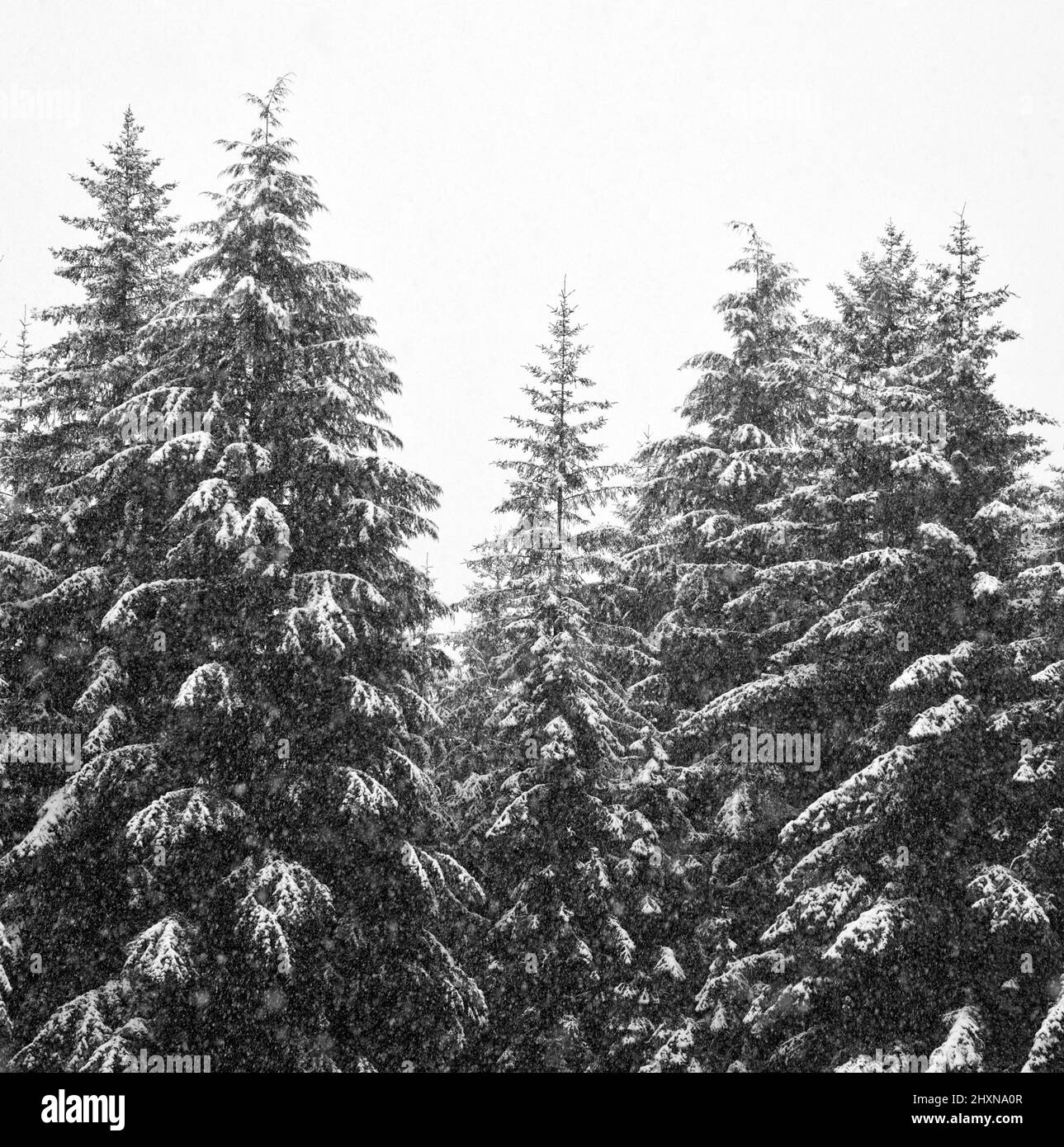 Snow falling on spruce and hemlock trees in Alaska in winter. Stock Photo