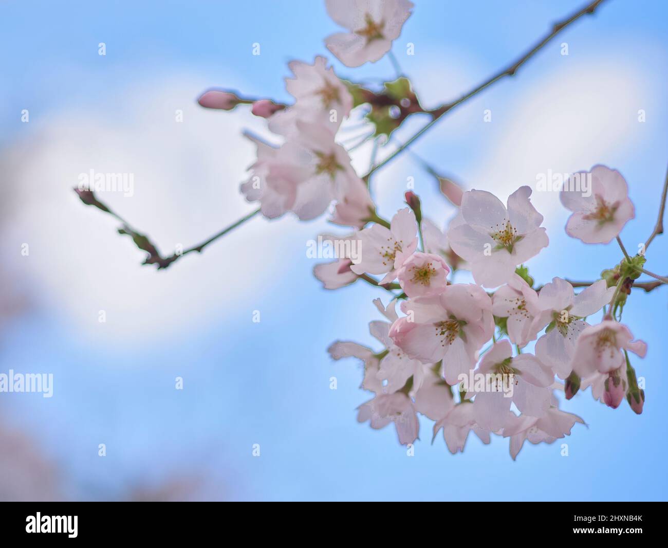Cherry blossom season in South Korea Stock Photo Alamy