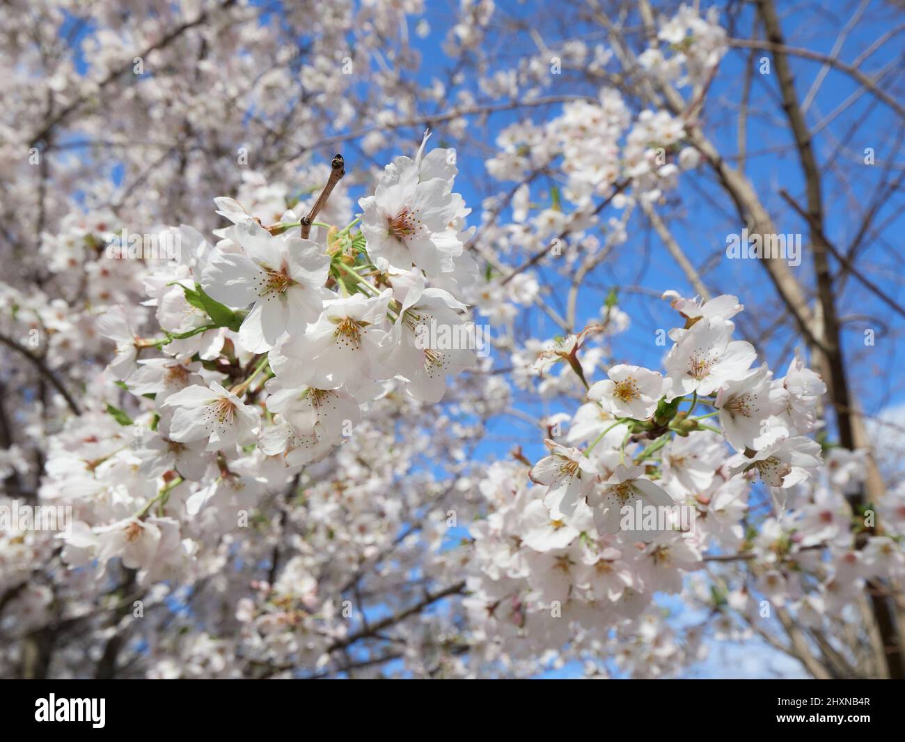 Cherry blossom season in South Korea Stock Photo Alamy