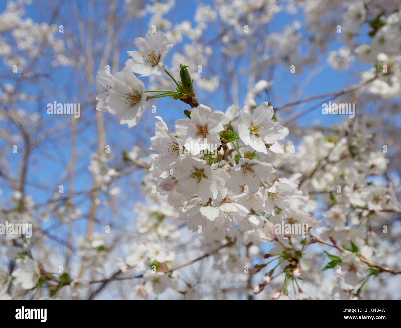 Cherry Blossom Season In South Korea Stock Photo Alamy cherry-blossom-season-in-south-korea-stock-photo-alamy