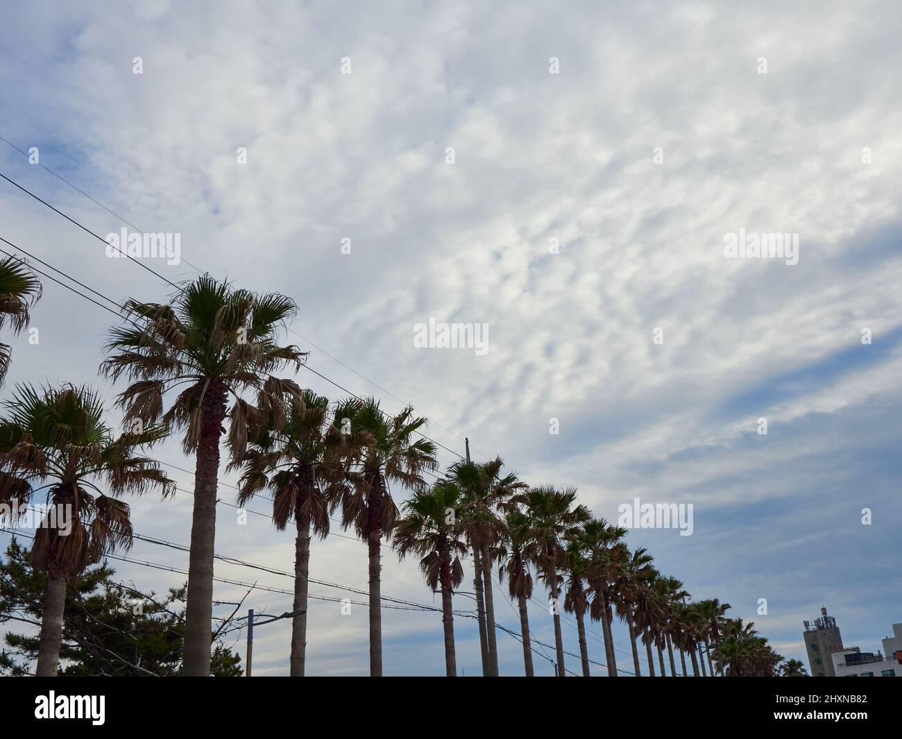 Palm trees in Jeju island, South Korea Stock Photo Alamy