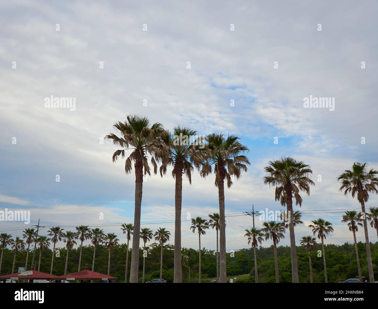 Palm trees in Jeju island, South Korea Stock Photo Alamy