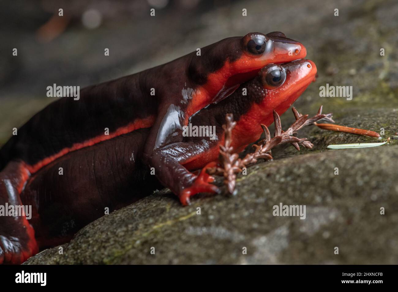 A pair of red bellied newts (Taricha torosa) in amplexus. The amphibians crawl across a rock in Northern California. Stock Photo