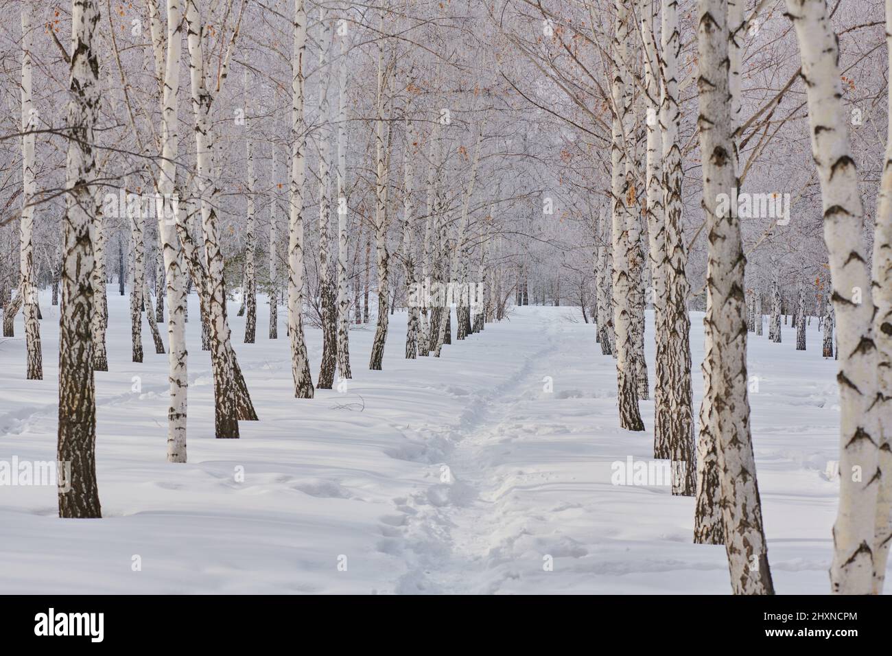 long alley with snowy birches in winter Stock Photo