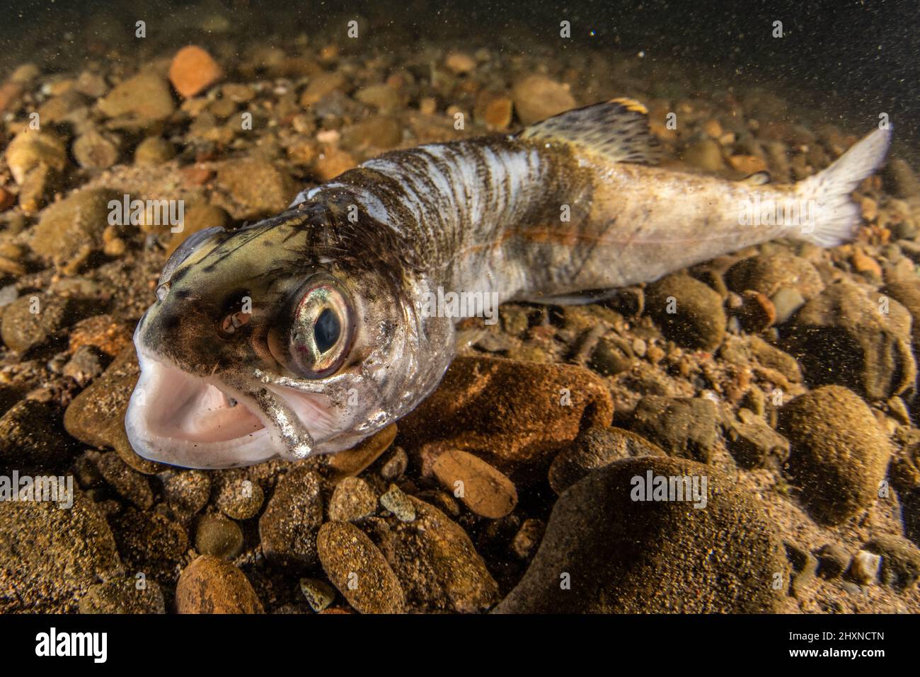 A juvenile salmon dead in a river in Mendocino county in Northern California. These freshwater fish are endangered in the state of CA. Stock Photo