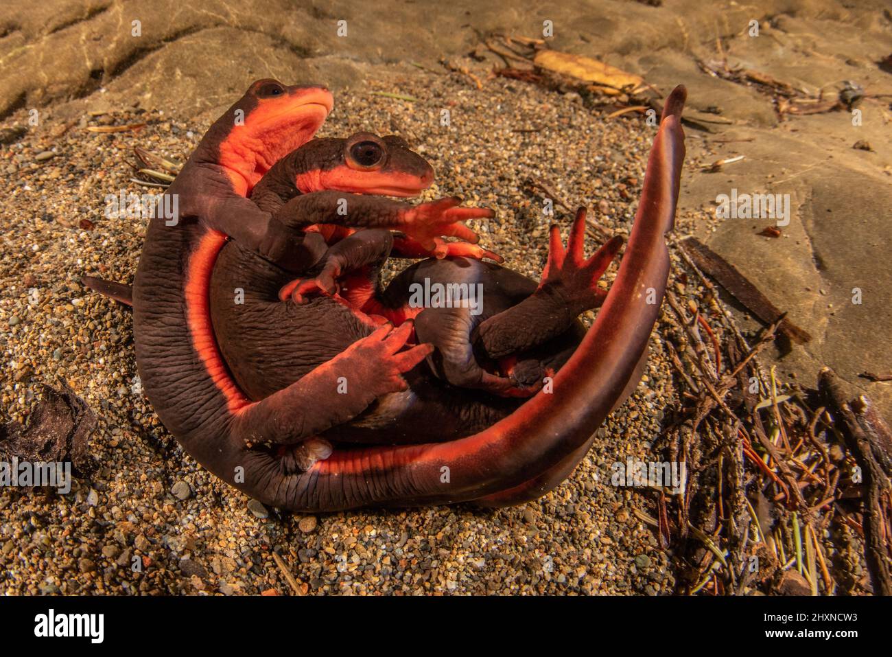 Mating red bellied newts (Taricha rivularis) form an underwater ball of salamanders where males wrestle over females. An amphibian found in California. Stock Photo