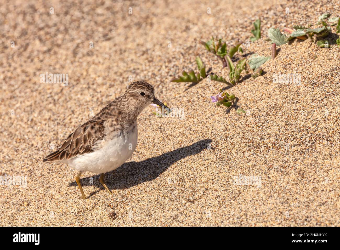 least sandpiper (Calidris minutilla) on sand, Point Reyes National Seashore, California, USA. Stock Photo