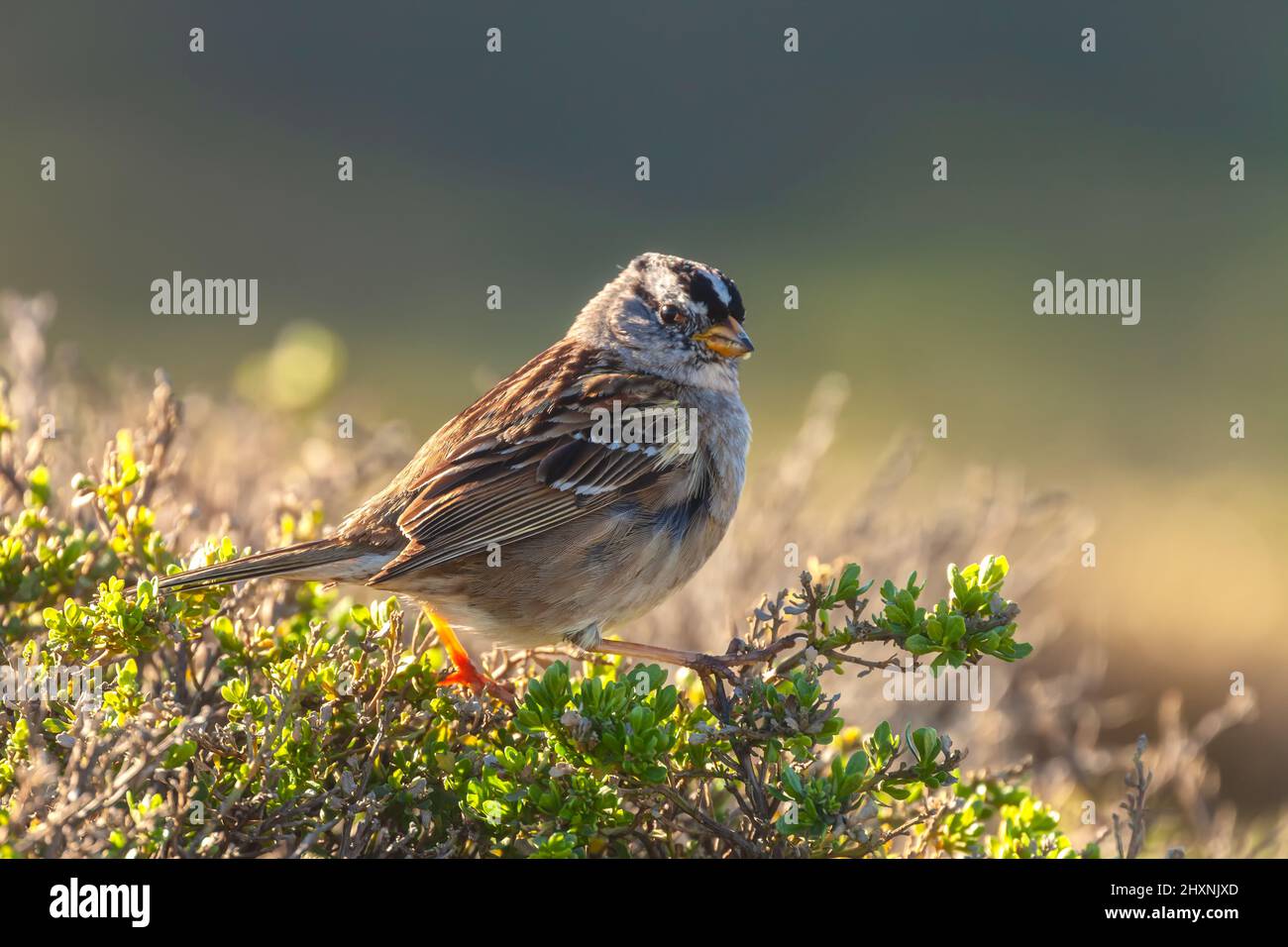 White-crowned sparrow (Zonotrichia leucophrys), Point Reyes National Seashore, California, USA. Stock Photo